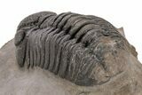 Phacopid (Morocops) Trilobite - Foum Zguid, Morocco #221207-4
